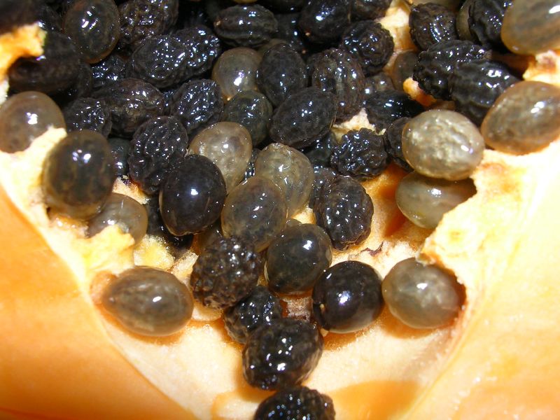 Насіння папайї: прискорює спалювання жиру та виводять токсини